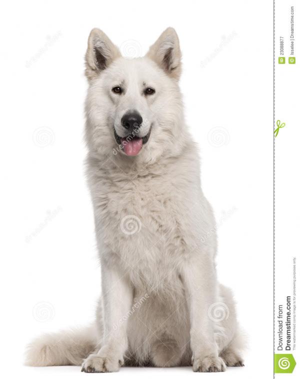 Berger Blanc Suisse clipart