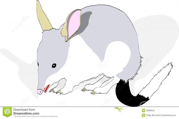 Bilby clipart