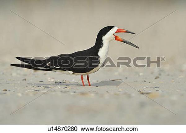 Black Skimmer clipart