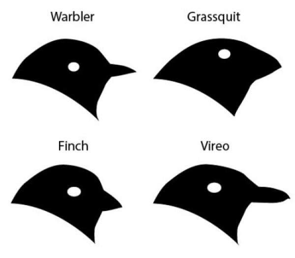 Black Trimian Warbler clipart