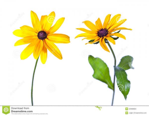 Black-eyed Susan clipart