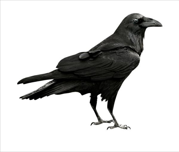 Black-masked Blackbird clipart