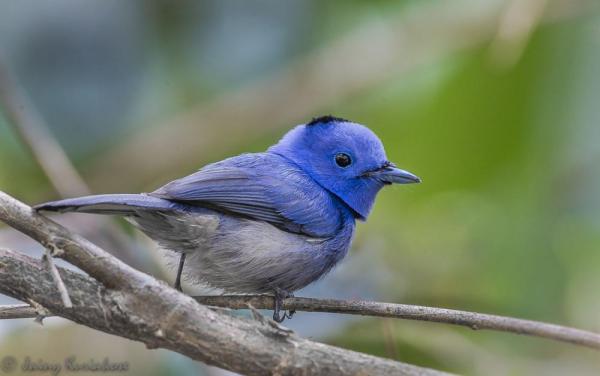 preview Black-naped Blue Monarch svg