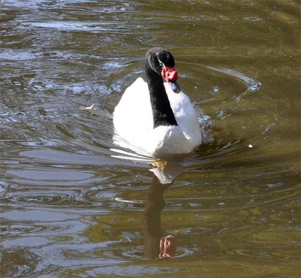 preview Black-necked Swan coloring