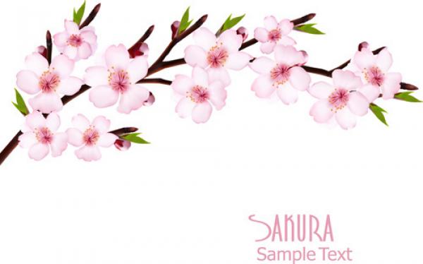 Sakura Blossom svg