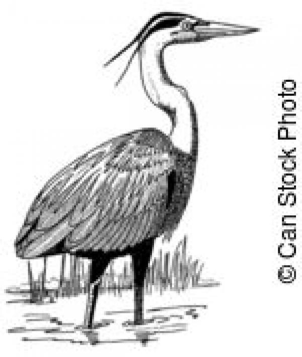 Great Blue Heron clipart