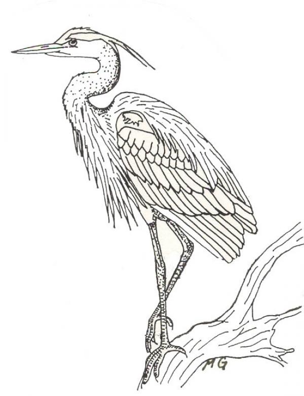 preview Blue Heron coloring