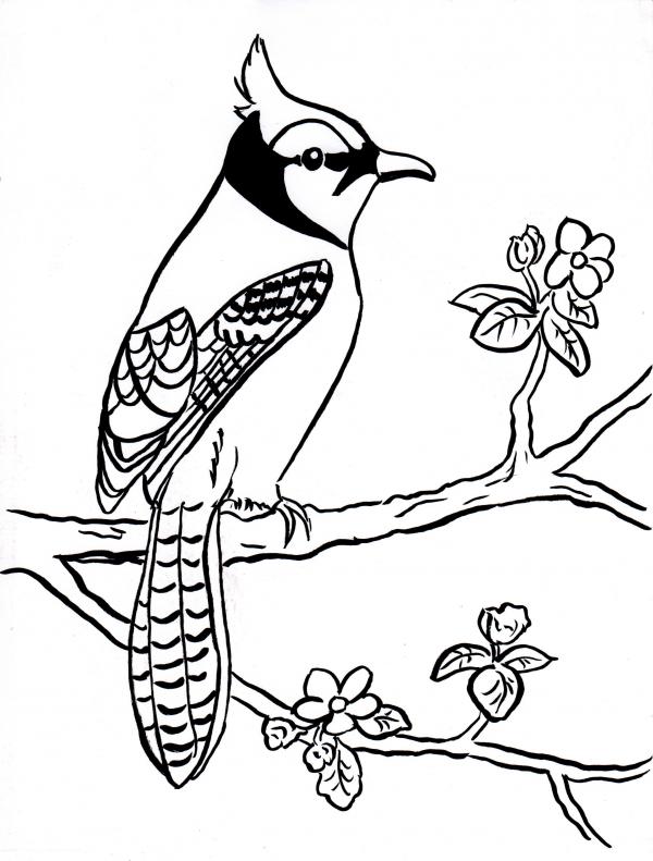 preview Blue Jay coloring