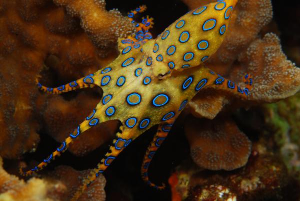 preview Blue Ringed Octopus coloring