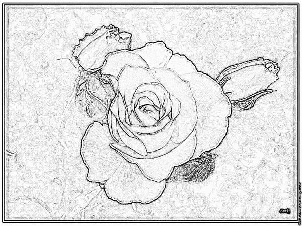 Blue Rose coloring