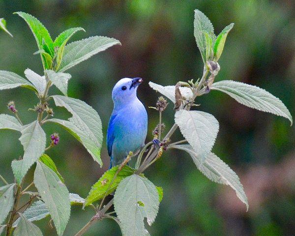 preview Blue Tanager svg