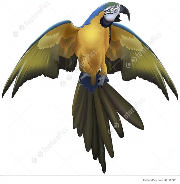 preview Blue-and-yellow Macaw clipart