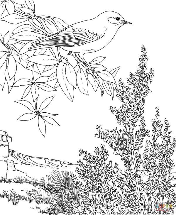 preview Eastern Bluebird coloring