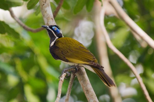 preview Blue-faced Honeyeater coloring