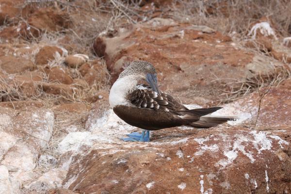 preview Blue-footed Booby svg