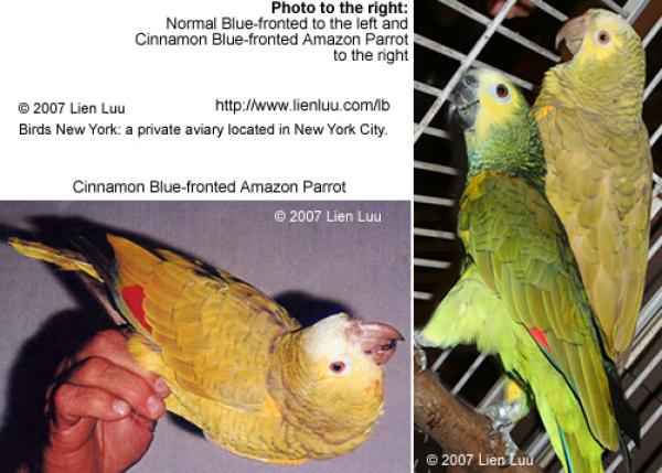 preview Blue-fronted Amazon coloring