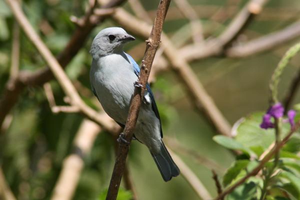 Blue-grey Tanager coloring