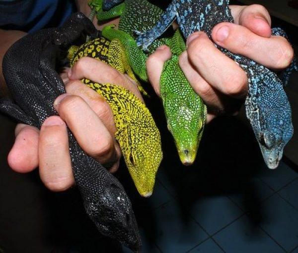 preview Blue-spotted Tree Monitor coloring