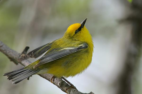 preview Blue-winged Warbler coloring