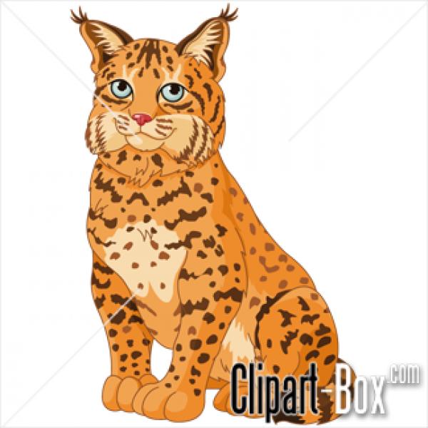 Bobcat clipart