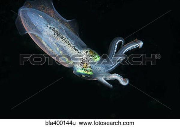 Bobtail Squid clipart
