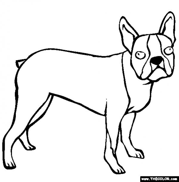 preview Boston Terrier coloring