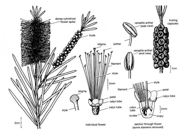 preview Bottlebrush coloring