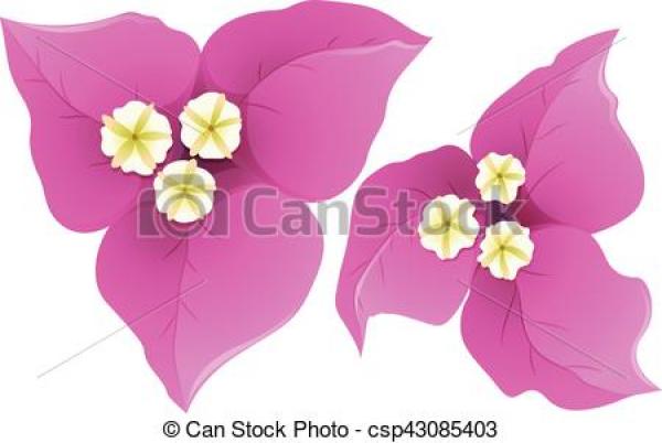 Bougainvillea clipart