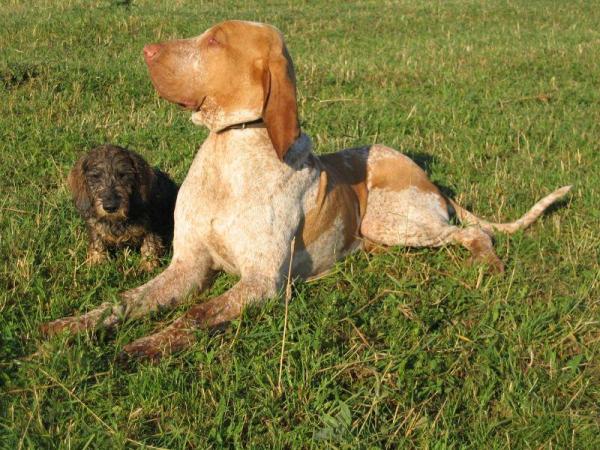 Bracco Italiano coloring