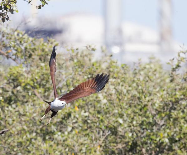 preview Brahminy Kite svg