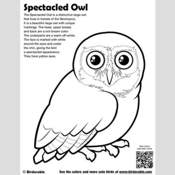 preview Spectacled Owl coloring
