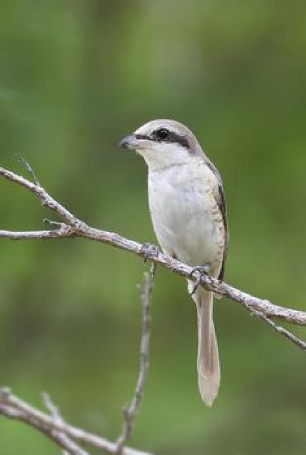 preview Brown Shrike coloring