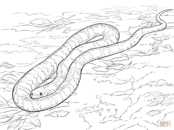 preview Tree Snake coloring