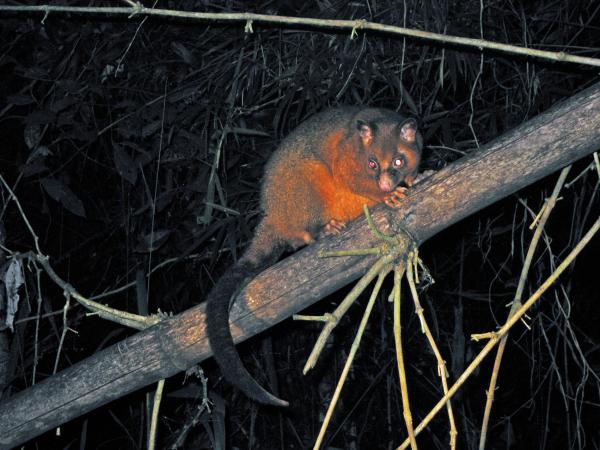 Brushtail Possum svg