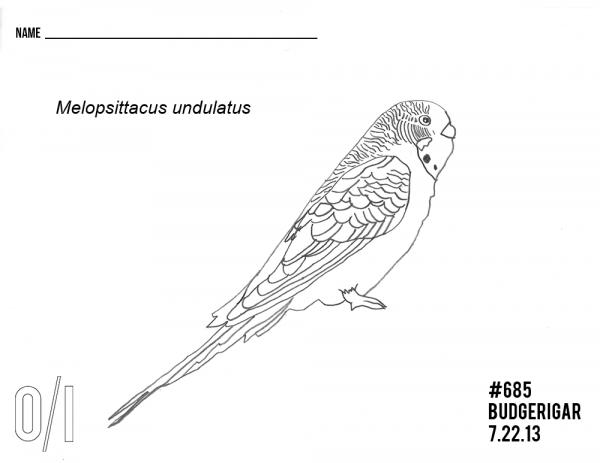 preview Budgerigar coloring