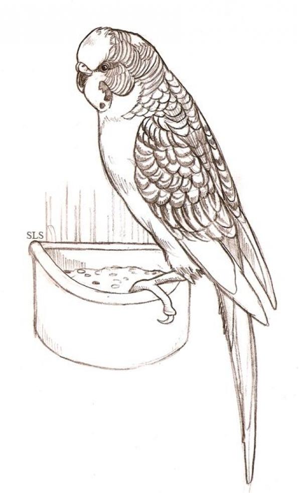 preview Budgie coloring