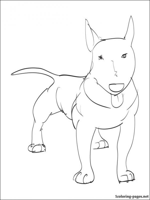 Bull Terrier coloring