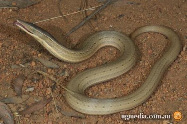 Burton's Legless Lizard clipart