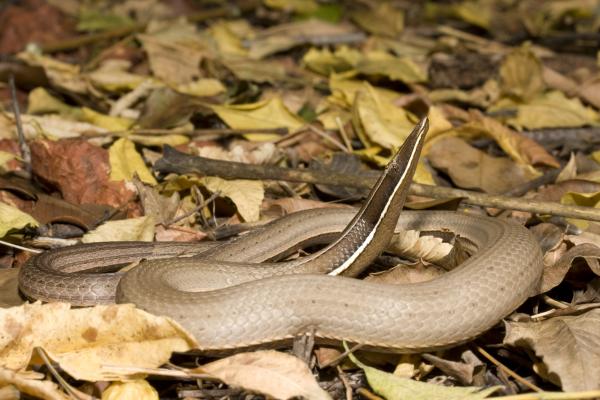 preview Burton's Legless Lizard coloring