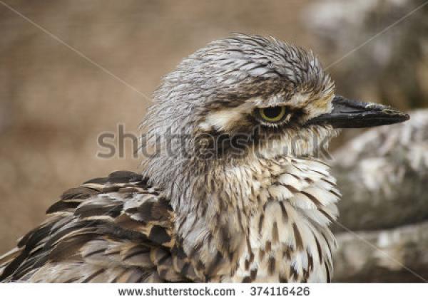 Bush Stone-curlew clipart