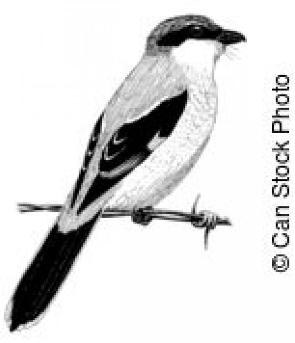 Butcherbird clipart