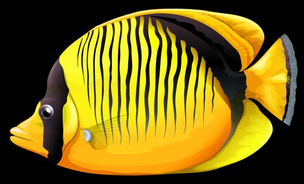 Butterflyfish clipart