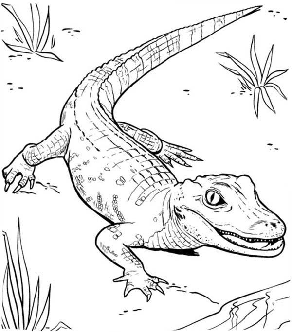 preview Caiman coloring