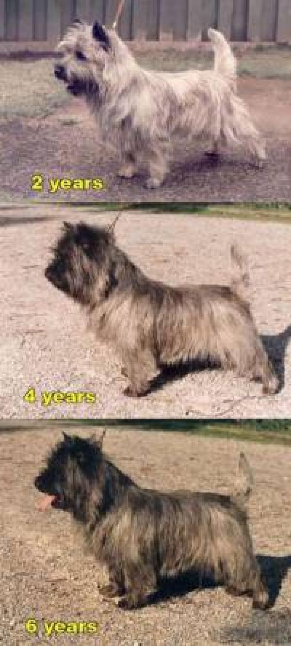 preview Cairn Terrier coloring