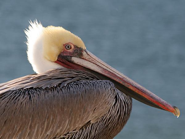 preview California Brown Pelicans coloring