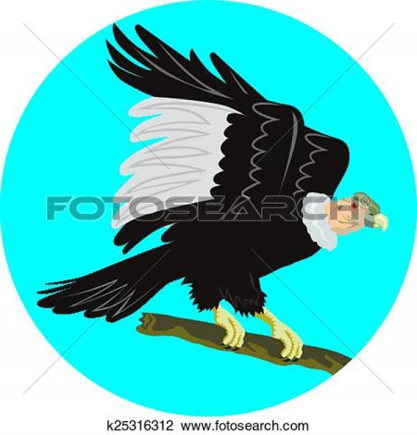 California Condor  clipart