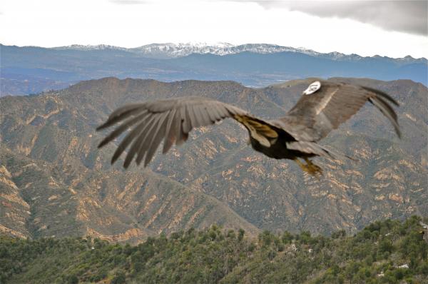 California Condor  svg