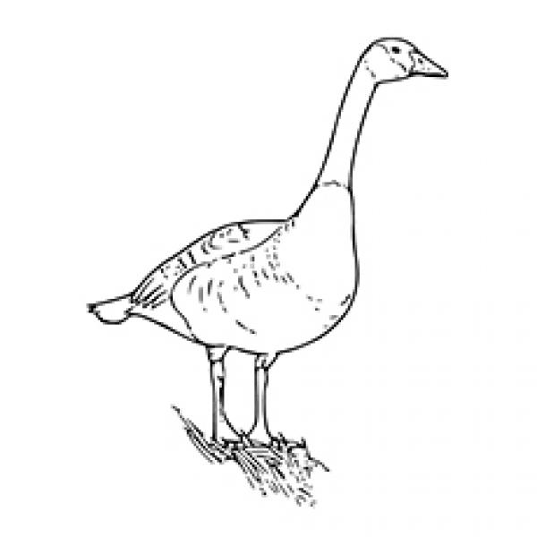 preview Canada Goose coloring