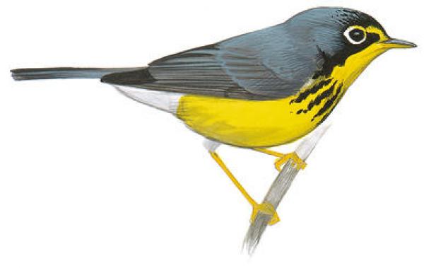 Canada Warbler clipart