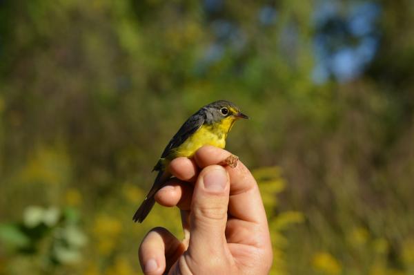 preview Canada Warbler coloring